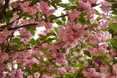 Güzel botanik fotoğrafı, doğal duvar kağıdı.