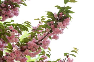 Güzel pembe çiçekler dalda