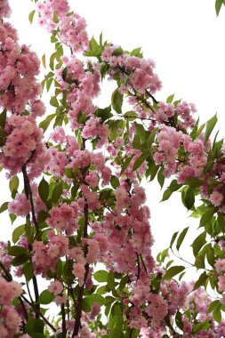 Bahçedeki bir ağacın güzel çiçekleri