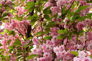 bahçede bir ağaç üzerinde pembe çiçekler