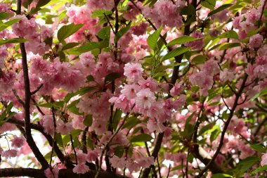 Bahçedeki güzel pembe çiçekler