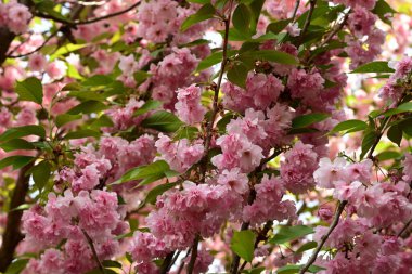 İlkbaharda pembe kiraz çiçeği, Japonya