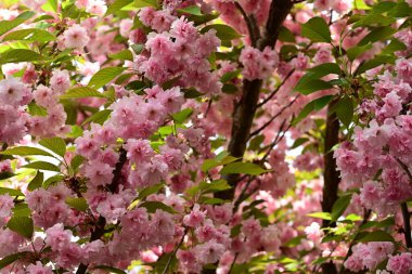 çiçek açan pembe kiraz çiçekleriyle bahar arkaplanı