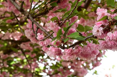 Bahçedeki güzel çiçekler