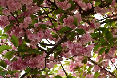 Bahçede güzel bahar çiçekleri