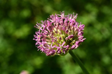 Bahçedeki güzel çiçekler