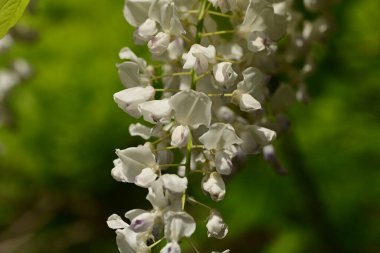 Yazın bahçenin güzel çiçekleri