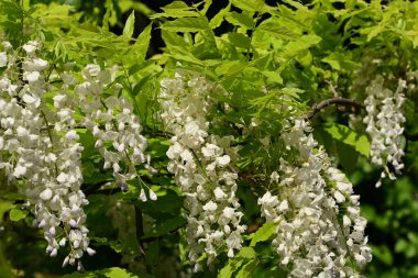 Beyaz leylak çiçeklerinin açtığı dal..