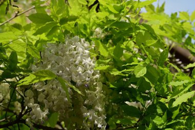 ağaç bahçe beyaz çiçekler