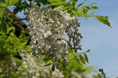 Bahçedeki bir ağacın beyaz çiçekleri