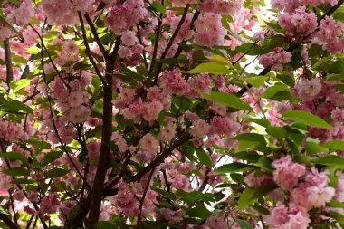 Kiraz çiçekleri, flora