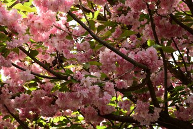 Bahçede bahar çiçekleri