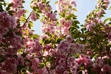 Çiçekli arkaplanda güzel çiçekler olan elma ağacı, kapat.