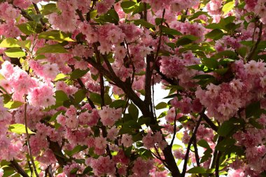 İlkbaharda kiraz çiçekleri