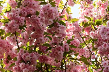 Bahçedeki güzel pembe çiçekler