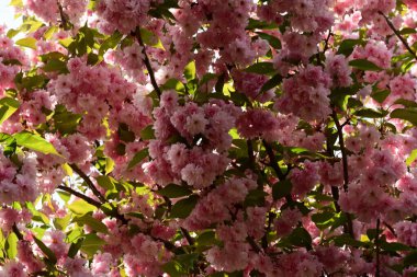 Pembe yapraklı kiraz ağacı.