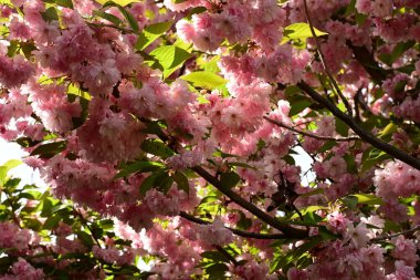 Bahçedeki pembe çiçekler