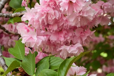 İlkbaharda elma ağacının pembe çiçekleri