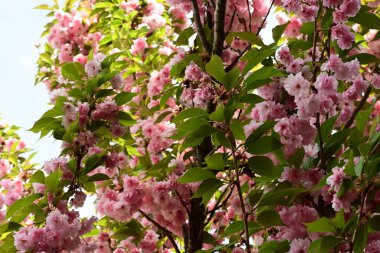 Bahçedeki güzel pembe çiçekler