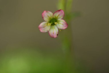 Çiçeğin makro fotoğrafı