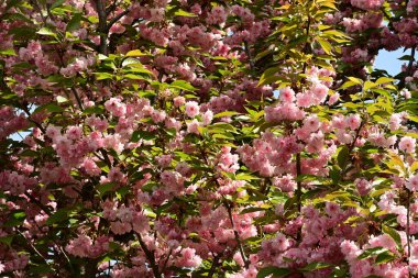 İlkbaharda açan güzel kiraz ağacı.
