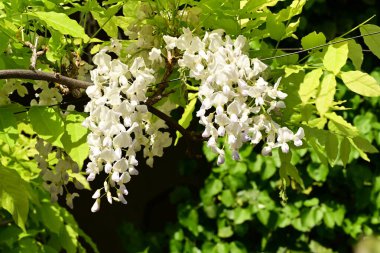 Ağaçtaki beyaz çiçekler