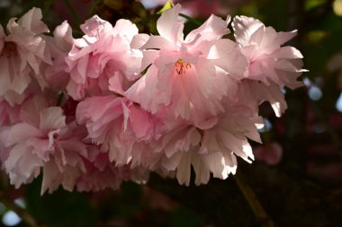 Güneşin altındaki bir bahçedeki güzel pembe rhododendron 'a yakın çekim.