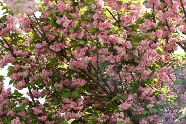 Bahçedeki güzel pembe çiçekler