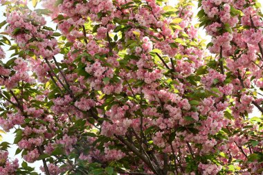 Bahçede güzel bahar çiçekleri