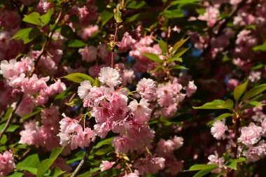 Bahçedeki pembe sakura çiçekleri, yakın görüş.