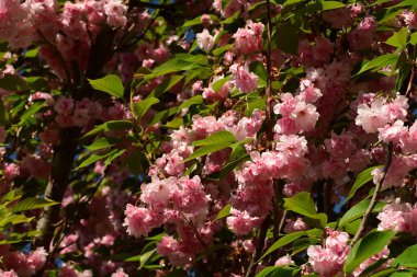 Bahçedeki güzel çiçekler