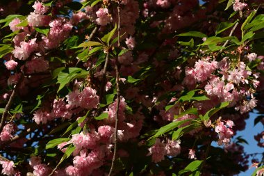 Baharda bahçede pembe çiçekler