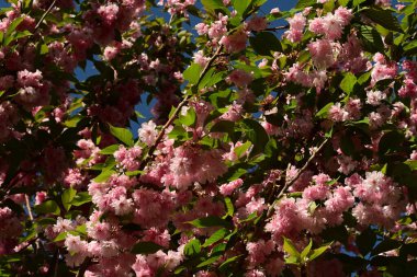 Bahçedeki güzel pembe çiçekler