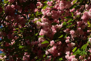 Bahçedeki güzel çiçekler
