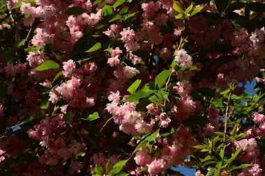 Çiçek açan kiraz ağacı, bahar çiçekleri.