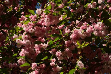 Güzel botanik fotoğrafı, doğal duvar kağıdı.
