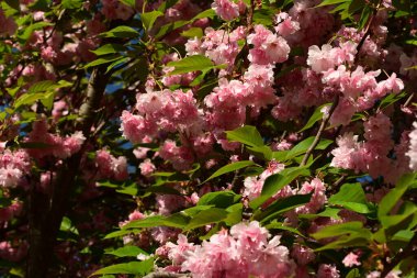 Bahçedeki güzel pembe çiçekler