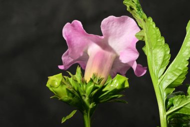 Siyah arka planda güzel pembe çiçekler