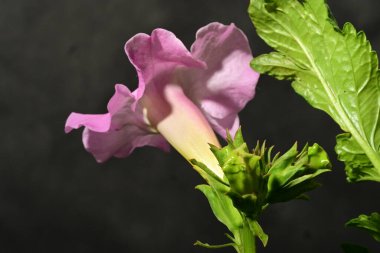 Güzel botanik fotoğrafı, doğal duvar kağıdı.