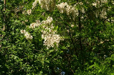 Beyaz leylak çiçekleri yazın bahçede.