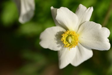 Yeşil arka planda beyaz çiçek. makro fotoğraf.