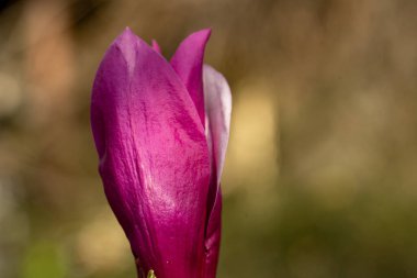 Bahçedeki güzel bahar laleleri