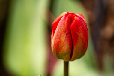 Bahçedeki lale çiçeği.