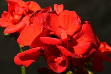 siyah arka planda kırmızı çiçek