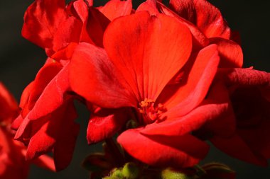 Güneşli yaz gününde bahçede yetişen güzel çiçekler.