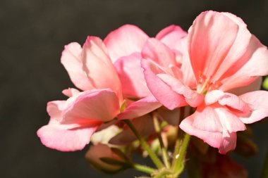 Sardunya bitkisinin pembe çiçeği