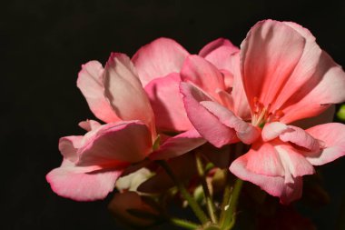 Siyah arka planda güzel çiçekler, yaz konsepti, yakın manzara