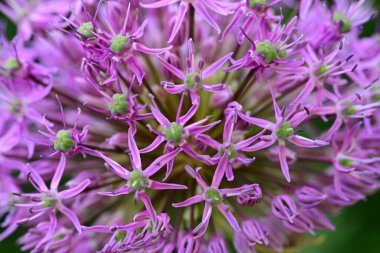 Güzel çiçekler, çiçek konsepti