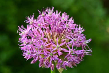 Güzel çiçekler, çiçek konsepti