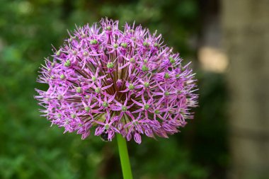 Güzel botanik fotoğrafı, doğal duvar kağıdı.